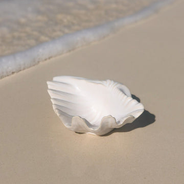 Ceramic Seashell
